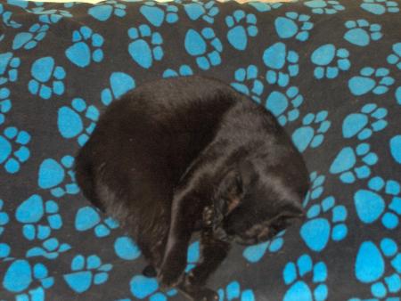 mon chat ki dor