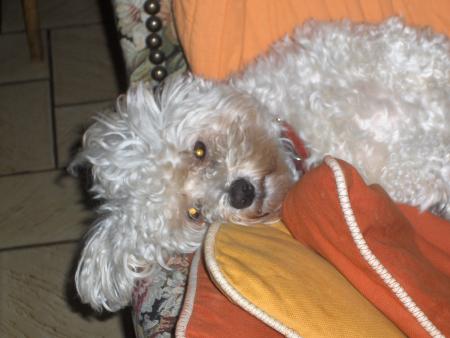 my dog
