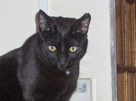 encore mn chat